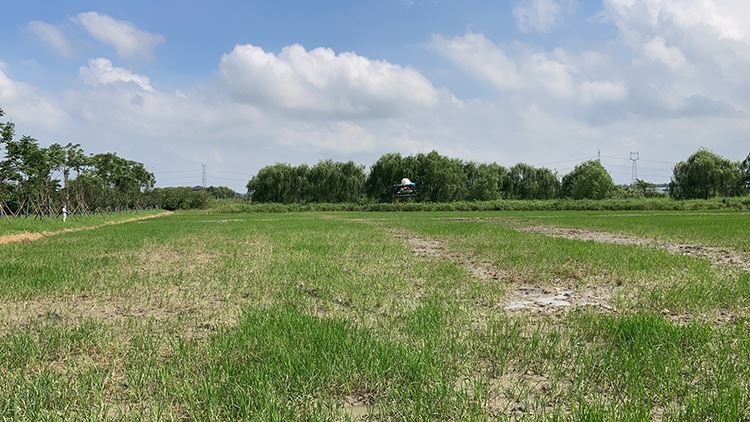 agriculture drone for release wasps agriculture drone for release wasps